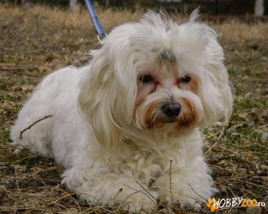 Bichon Maltez pentru monta