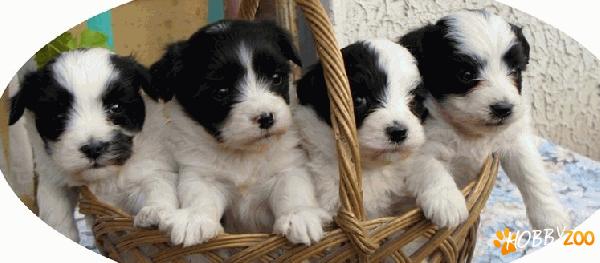 ofer pui bichon havanese