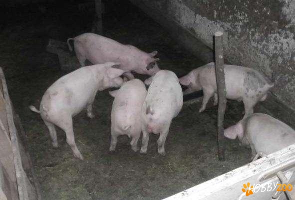porci soldani femele masculi