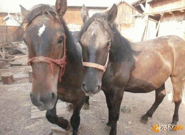 manzi de rasa semigrea 