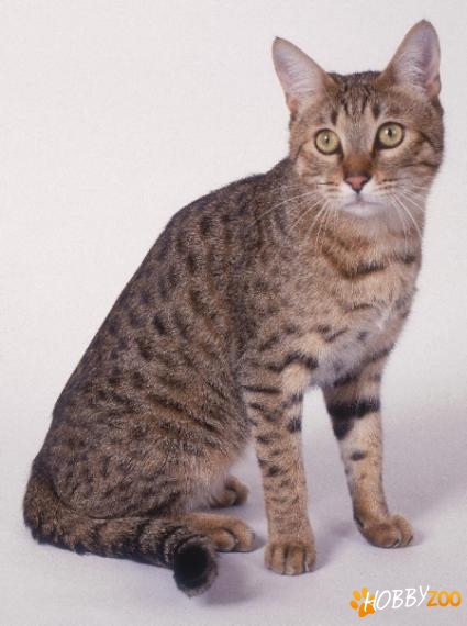 California Spangled Cat