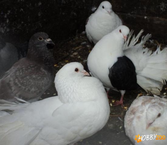 tineret voiajori jucatori rotasi