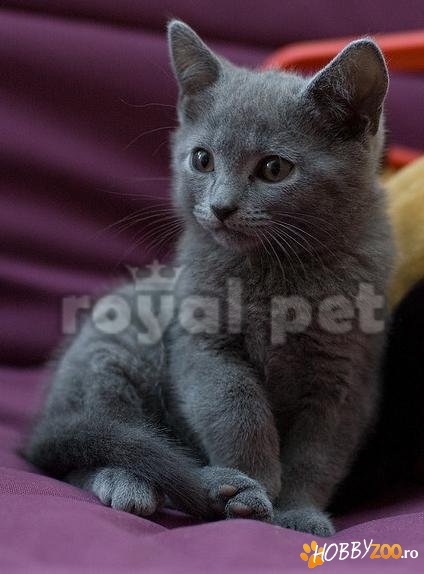 VAND PISICI CHARTREUX