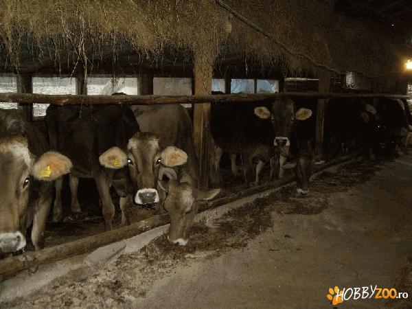 vaci de lapte rasa pura import
