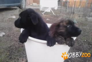 vind pui rasa cane corso