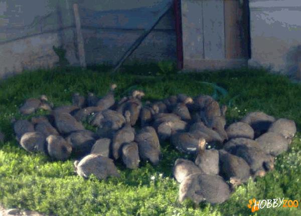 bibilici pentru sacrificare