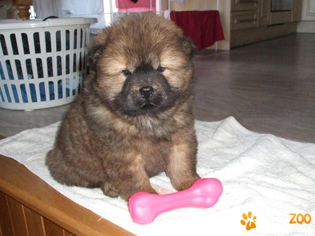 0785712299 vand chow chow superbi