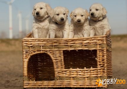 Adorabil  Fermecător Pui Golden Retrieve