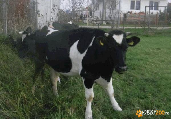 Jurinca gestanta. Rasa Holstein nem