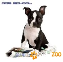 cursuri de dresaj acasa