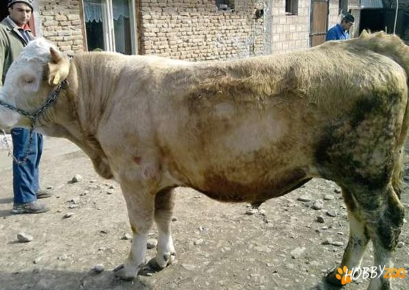 oferta taur de monta