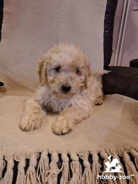 Goldendoodle catelusi de vanzare