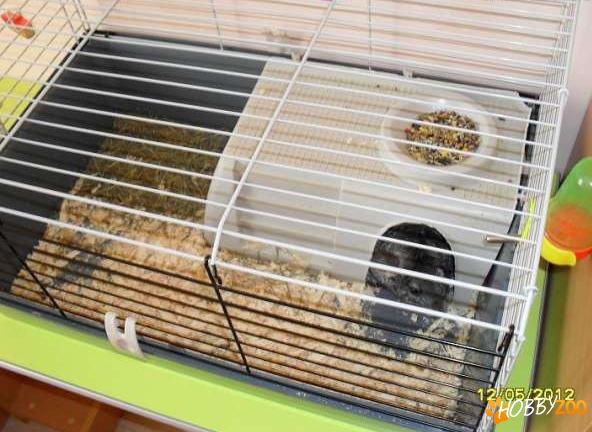 Chinchilla matura cu accesorii