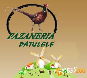 Crescatorie Fazani Patulele