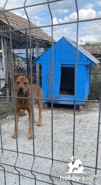 Mascul Tosa Inu pentru monta