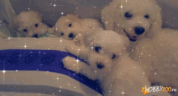 Pufuleti bichon frize - Hobby-Zoo.ro