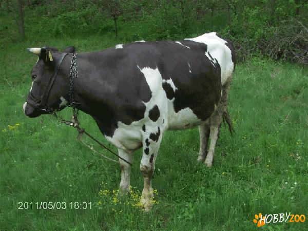 Vand vaca rasa Holstein