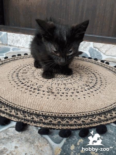 Pisoi negru pentru adoptie