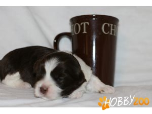 vand bichon havanese la alegere