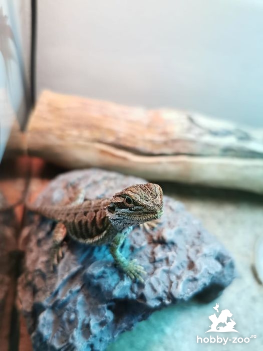 Agama cu barbă(Bearded dragon) pui