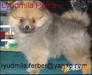 Pomeranian de vanzare