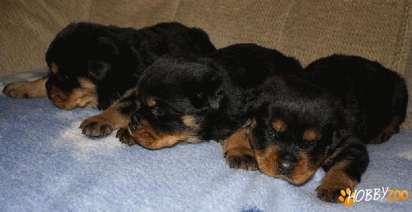 Catei Rottweiler superbi