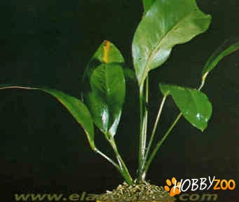 Anubias congensis pentru acvarii