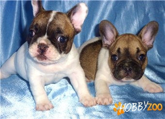 vand catei bulldog francez