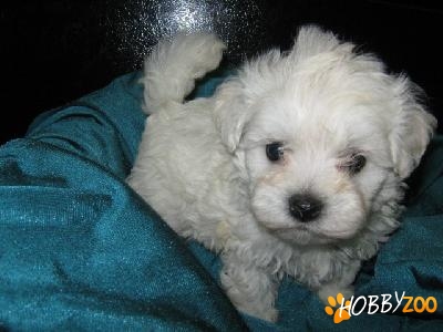 vand  bichon alb de apartament