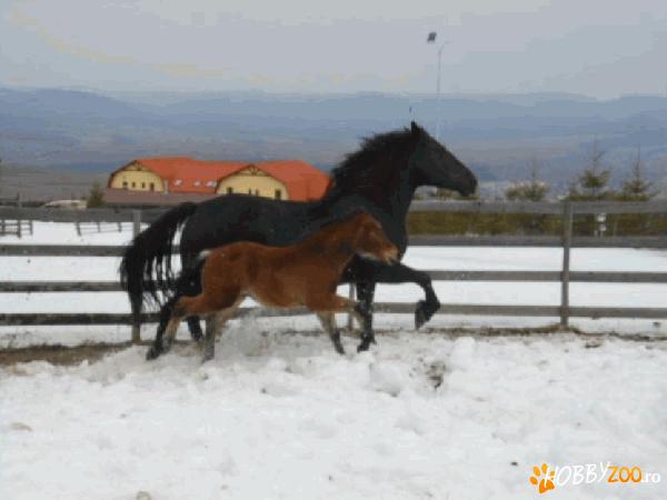 manza semigreu romanesc