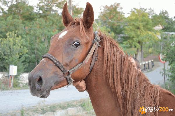 cai de vanzare pur sange arab