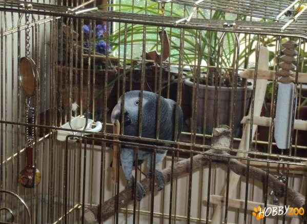 Papagal Jako gri matur