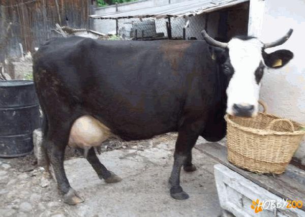 vaca neagra cu vitel