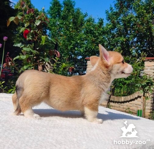 Welsh Corgi Pembroke catelusi de vanzare