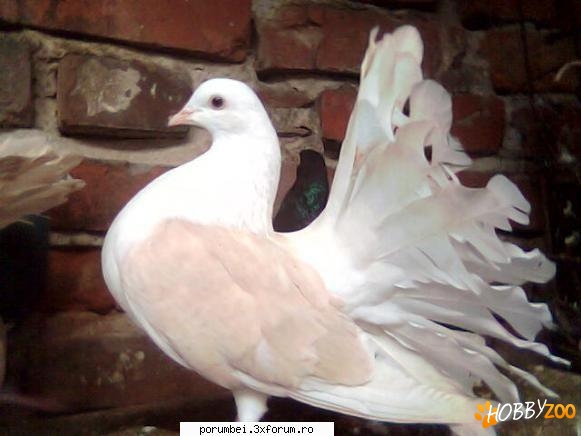 porumbei albi infoiati