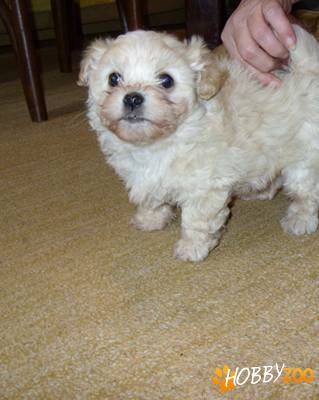 puiutz bichon havanese 300lei