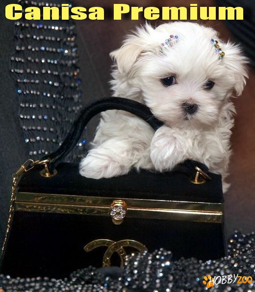 Bichon Maltez de vanzare