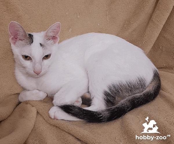 Snow, motanel pierdut in Iasi