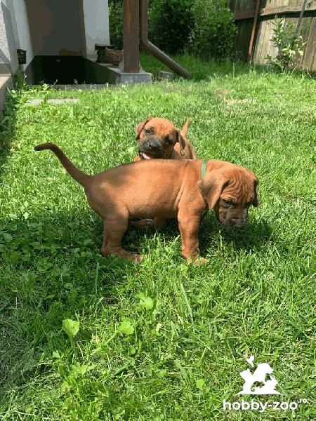 Catei Rhodesian Ridgeback