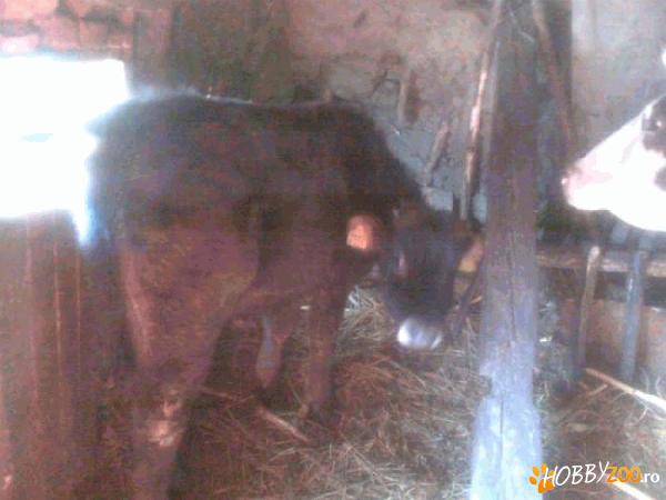 vitel ideal pentru a fi sacrificat