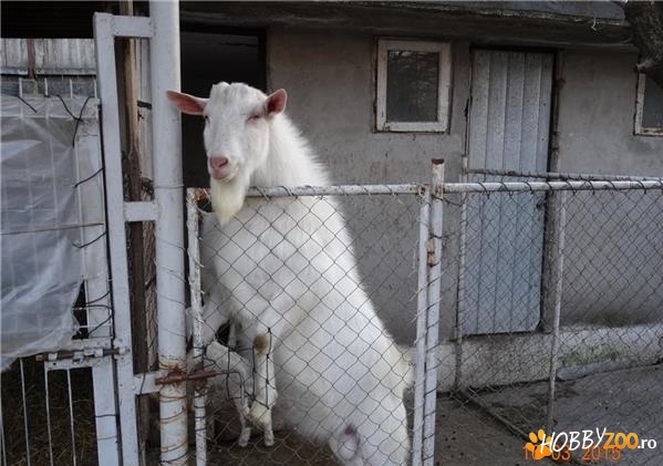 Schimb tap saanen cu similra