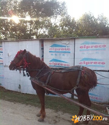 Roiba de Banat se ofera iapa
