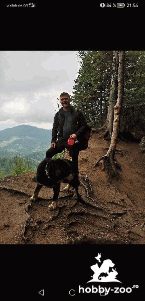 Mascul Mastif Tibetan caut femela pentru monta