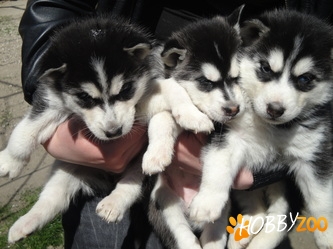 HUSKY DEOSEBIT DE FRUMOSI