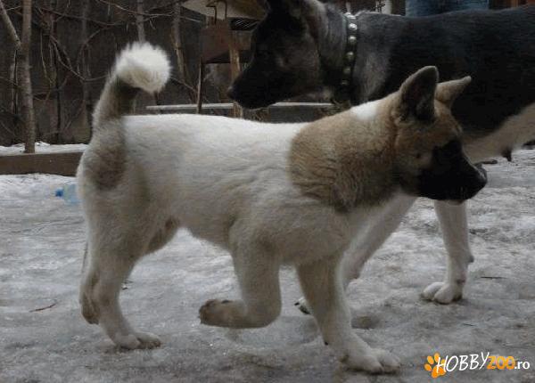 De vazare pui Akita American