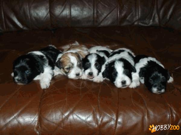 vand catei bichon havanez