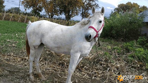 iapa sura cuminte si puternica