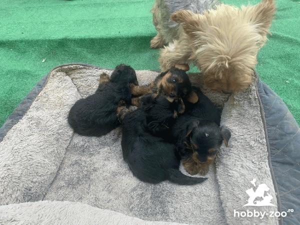 Vând Yorkshire Terrier de 6 saptamani