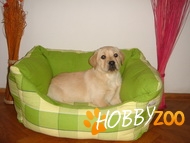 Catei Golden si Labrador 