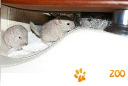 chinchilla standard beige sau alb